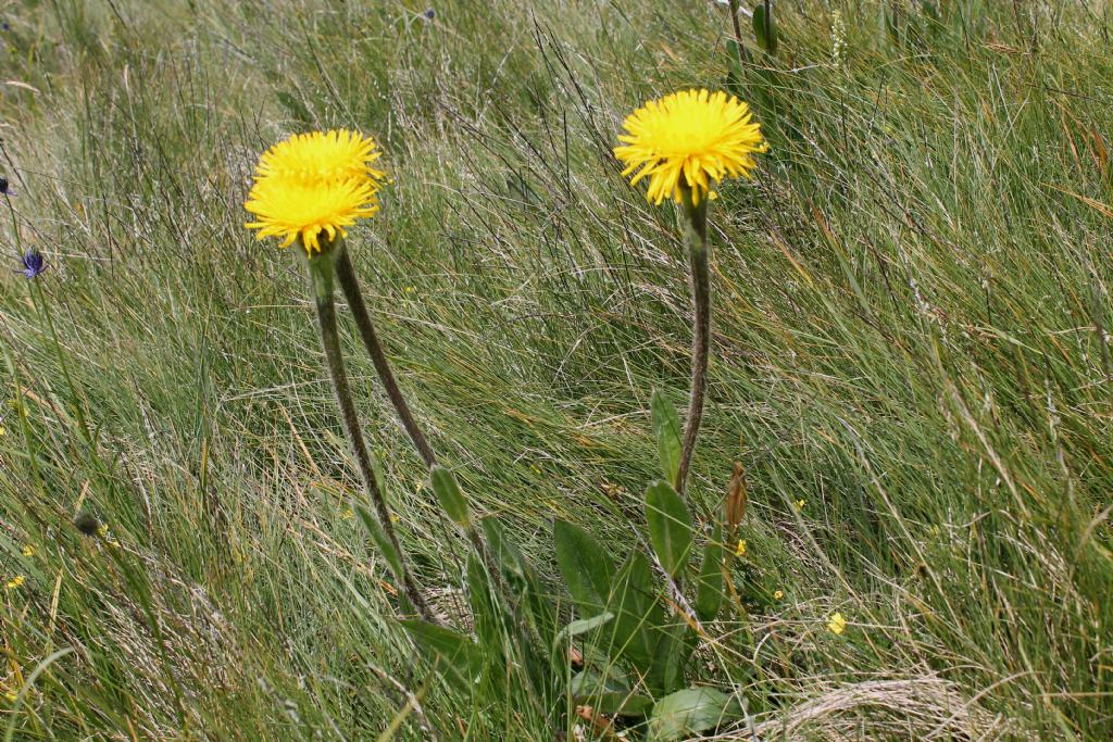 Hypochaeris uniflora / Costolina alpina